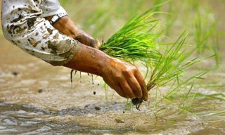 दाङमा ९४ प्रतिशत रोपाइँ सम्पन्न