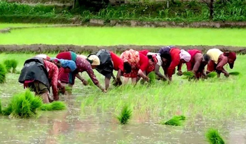 देशभर एक लाख ३७ हजार हेक्टर जमिन रोपाइँ